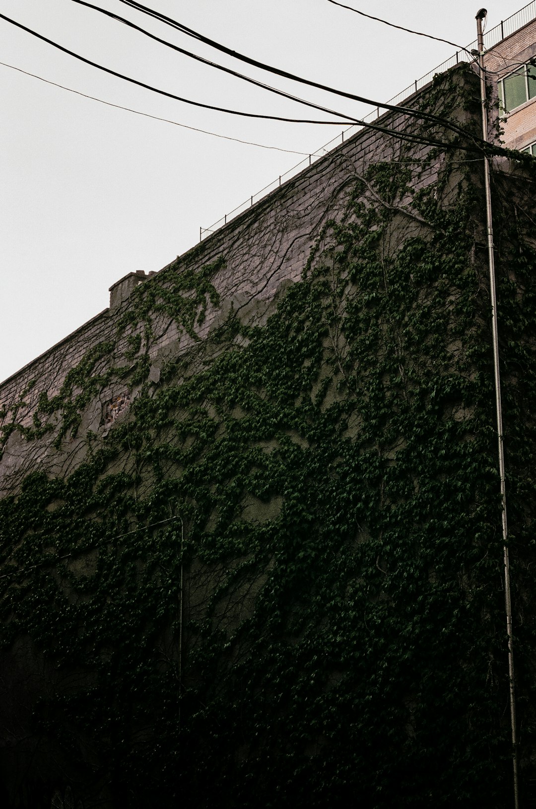 Почему сериал называется Зимородок?